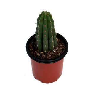 Cactus i plantes crases