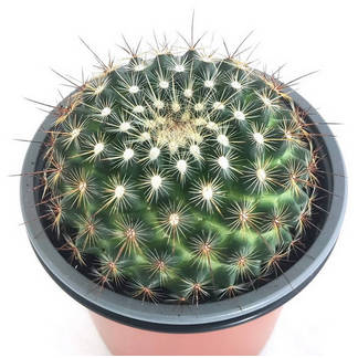 Cactus i suculentes