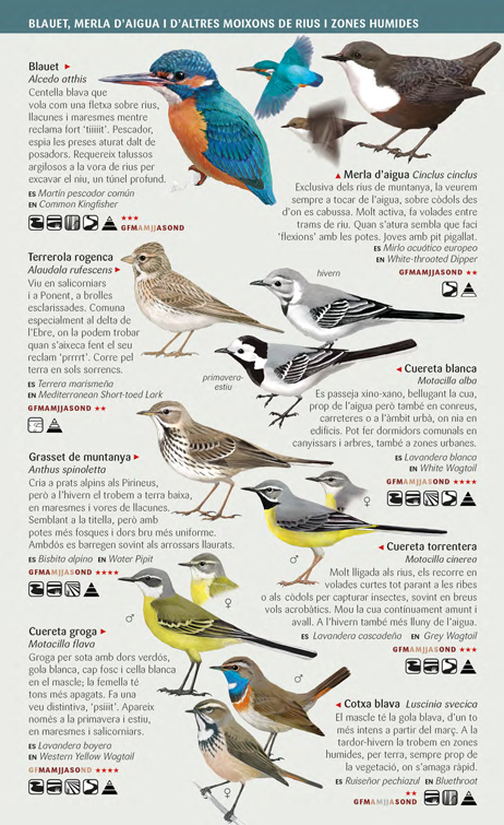Ocells aquàtics camallargs, rapinyaires i moixons de les zones humides de Catalunya - Imagen 2
