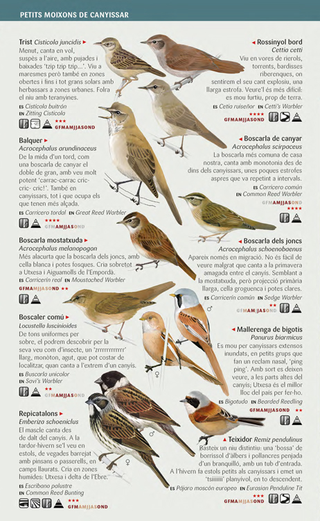 Ocells aquàtics camallargs, rapinyaires i moixons de les zones humides de Catalunya - Imagen 3
