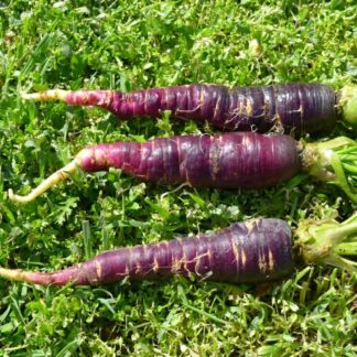 Pastanaga morada (S3072)