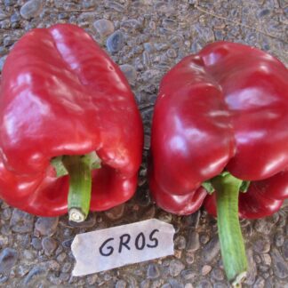 Pimiento grueso (S3050-1)