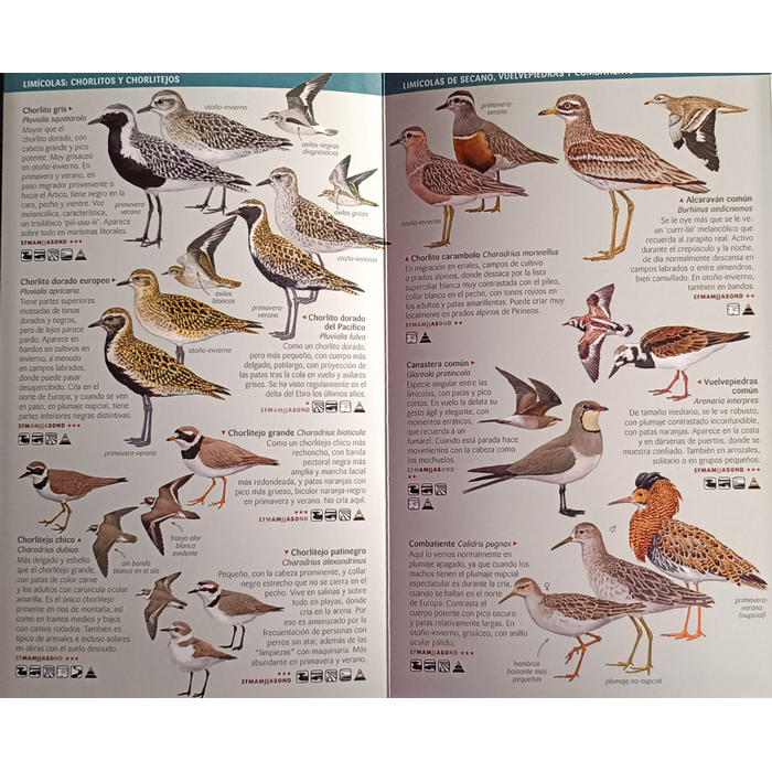 Aus aquàtiques xanqueres, rapinyaires i passeriformes de les zones humides d'Espanya - Imatge 2