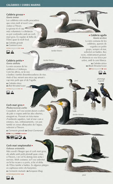 Ocells aquàtics nedadors, ràl·lids, gavines i xatracs de les zones humides de Catalunya - Imagen 2